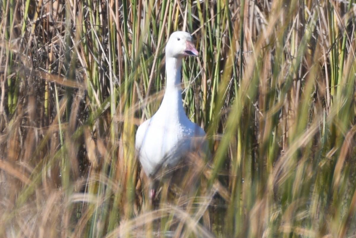 Snow Goose - ML646257070