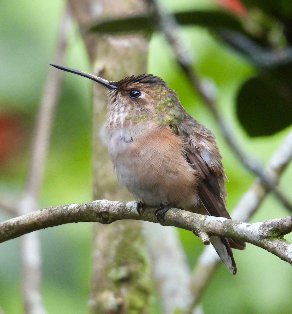 Rufous/Allen's Hummingbird - ML646257073