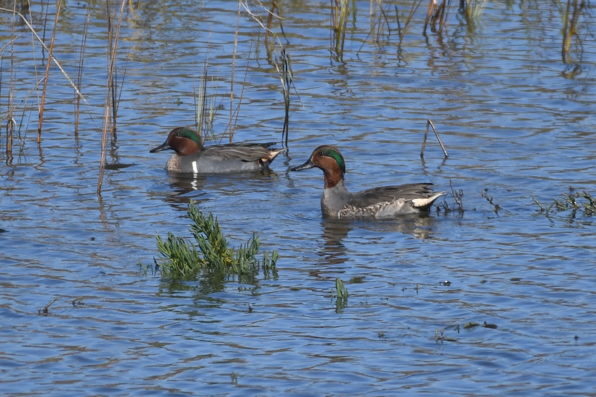 Green-winged Teal - ML646257079