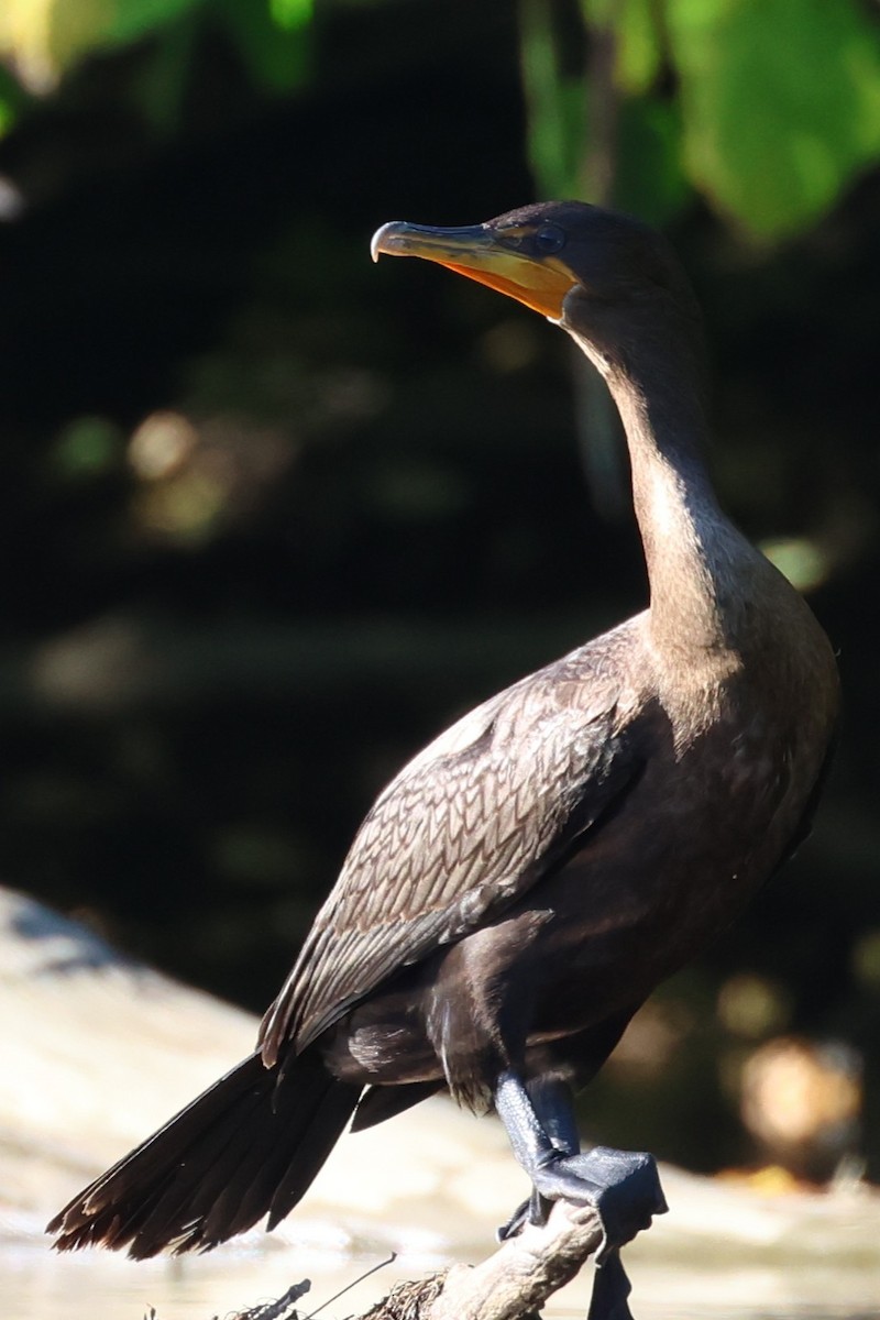 Cormoran à aigrettes - ML646257085