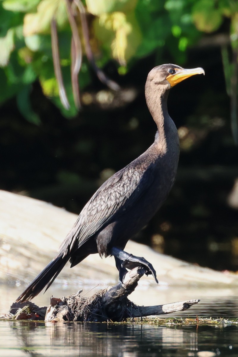 Cormoran à aigrettes - ML646257086
