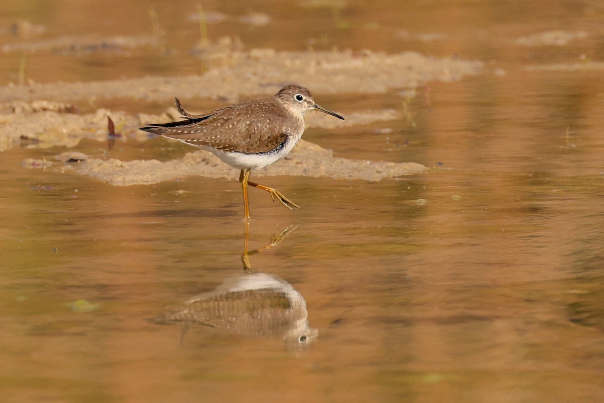Solitary Sandpiper - ML646257088