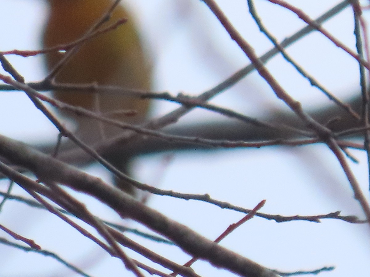 פזאי צפוני - ML646257090