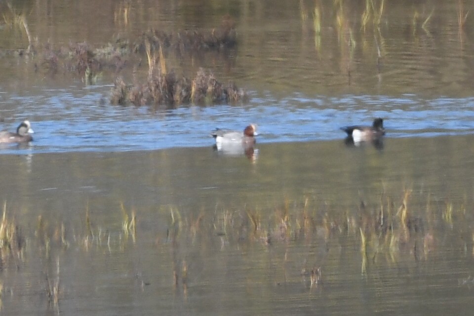 Eurasian Wigeon - ML646257091