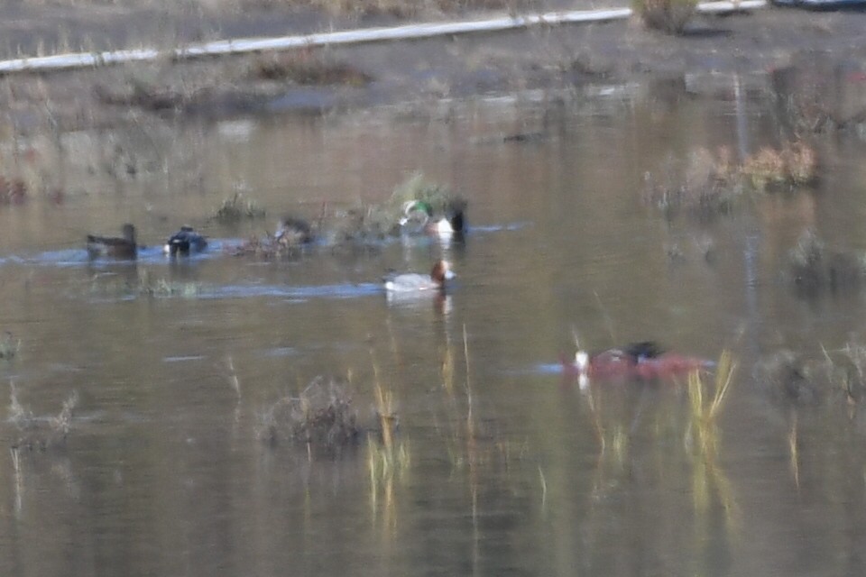 Eurasian Wigeon - ML646257092