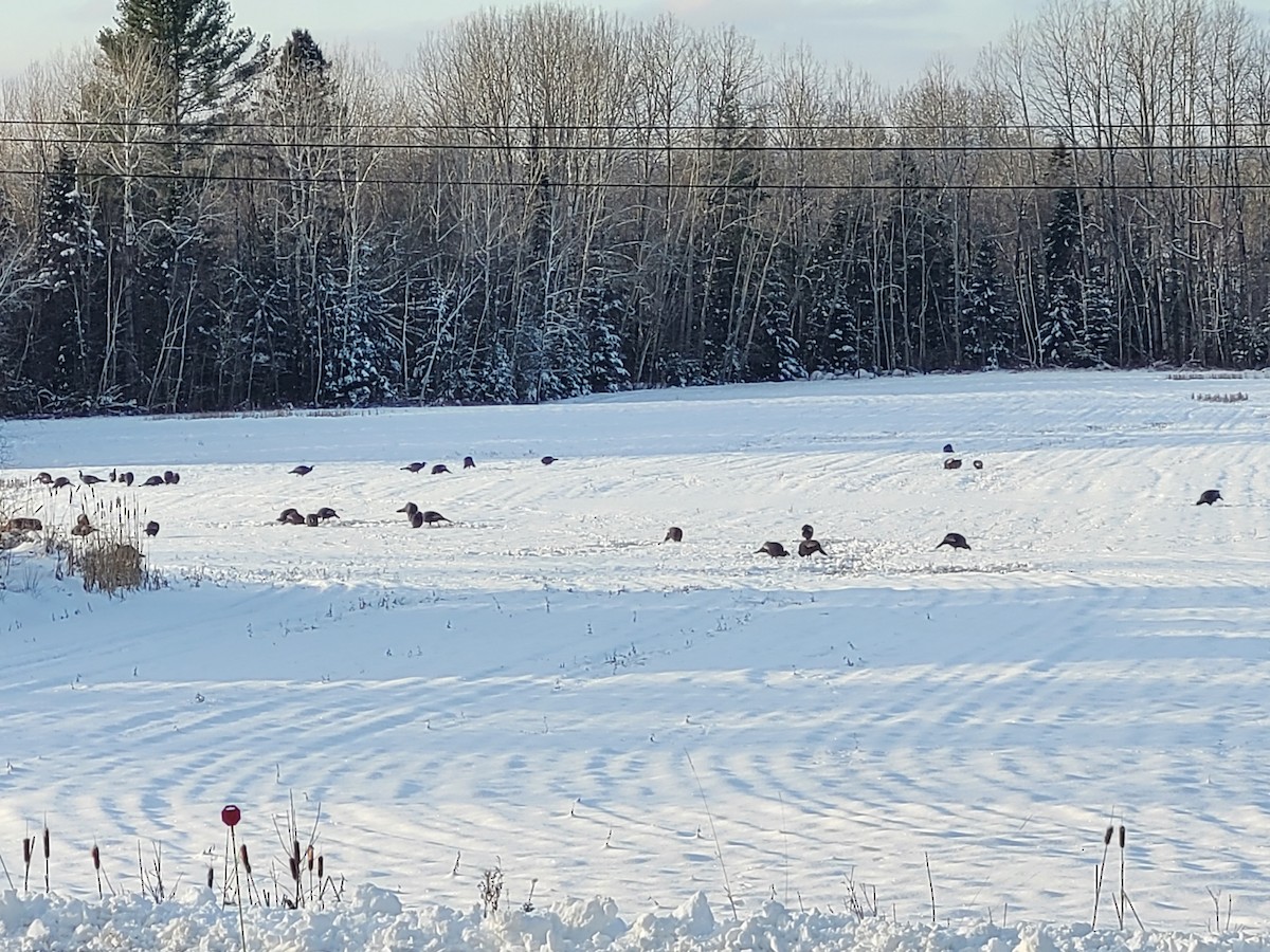 Wild Turkey - ML646257093