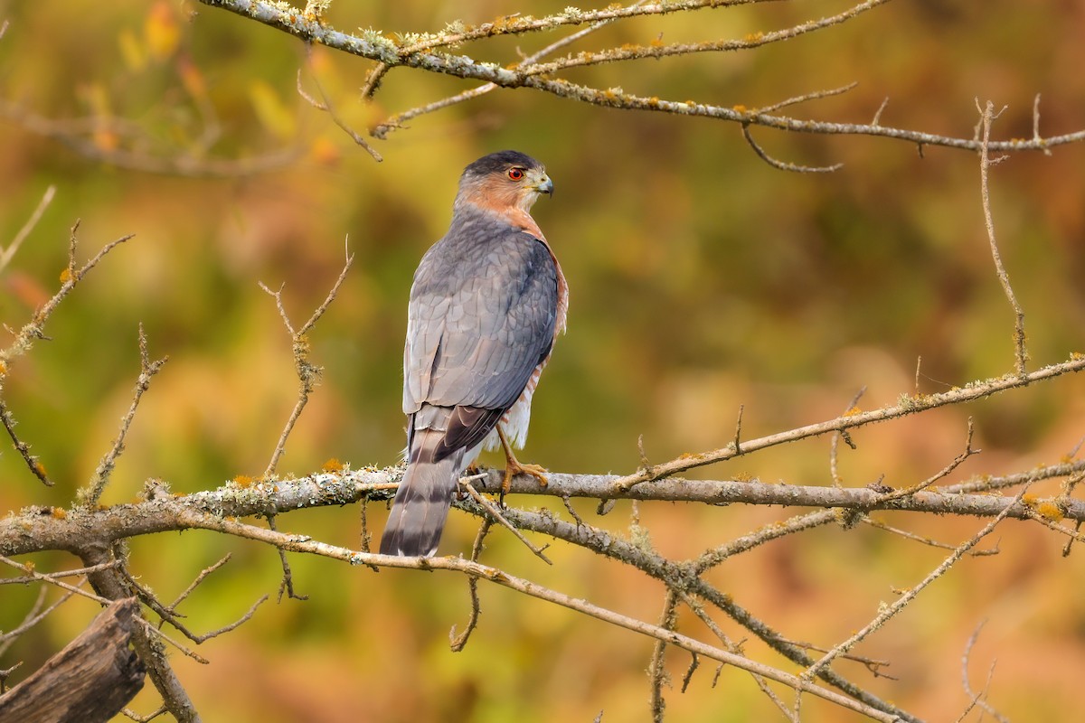 Cooper's Hawk - ML646257095