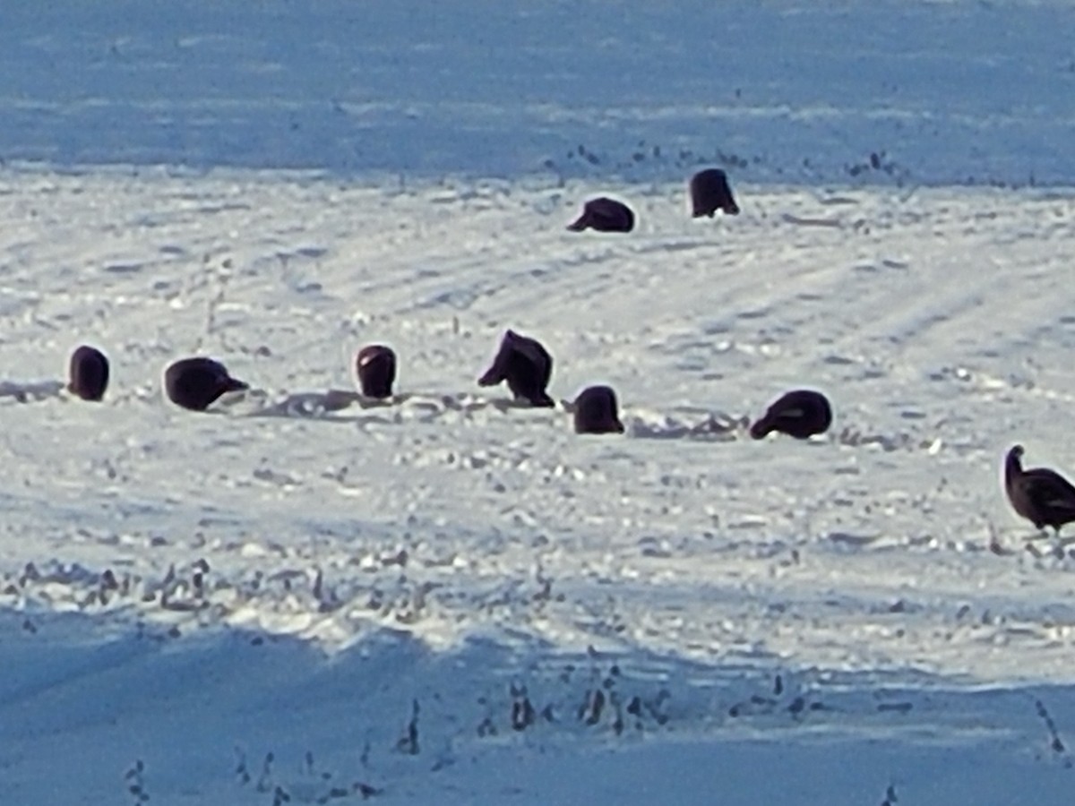 Wild Turkey - ML646257098