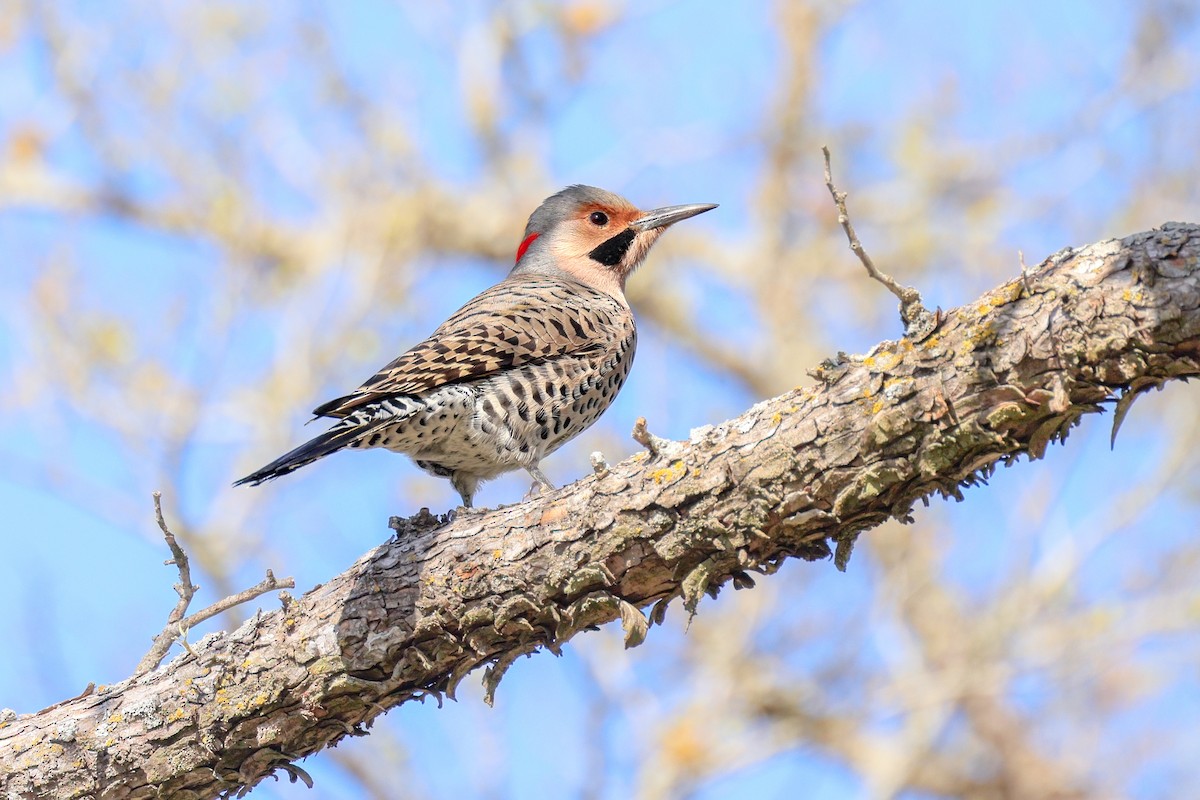 Northern Flicker (Yellow-shafted) - ML646257101