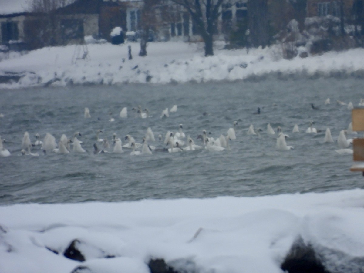 Tundra Swan - ML646257102