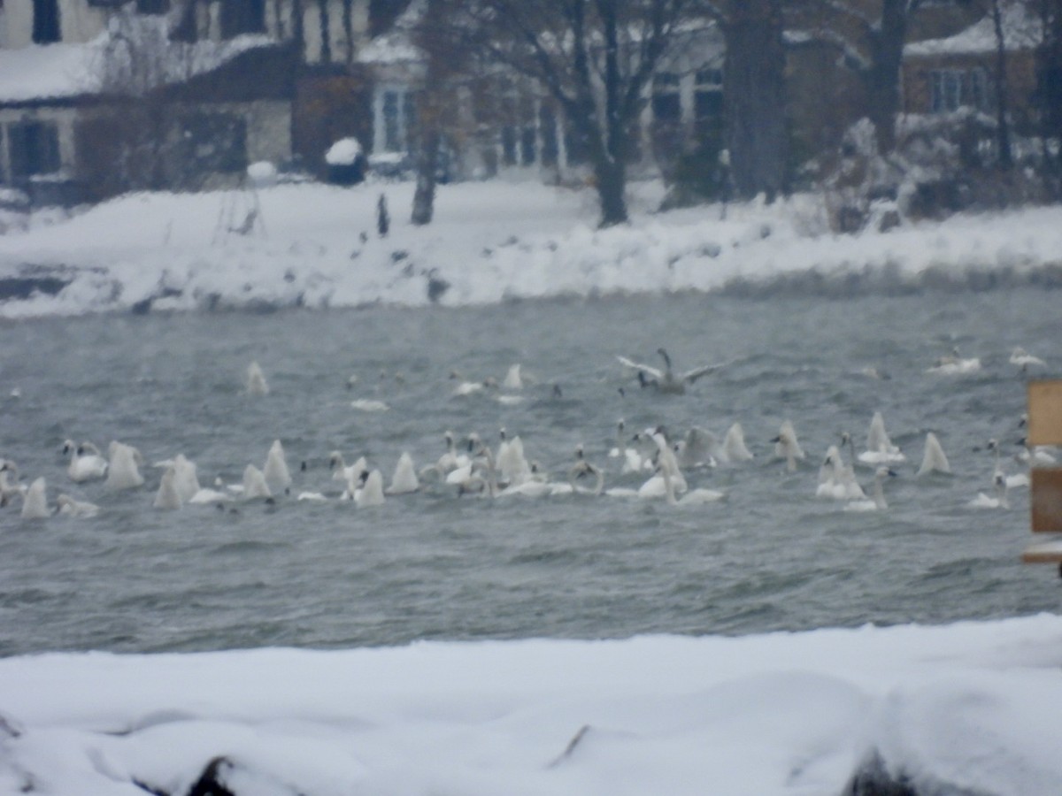 Tundra Swan - ML646257103