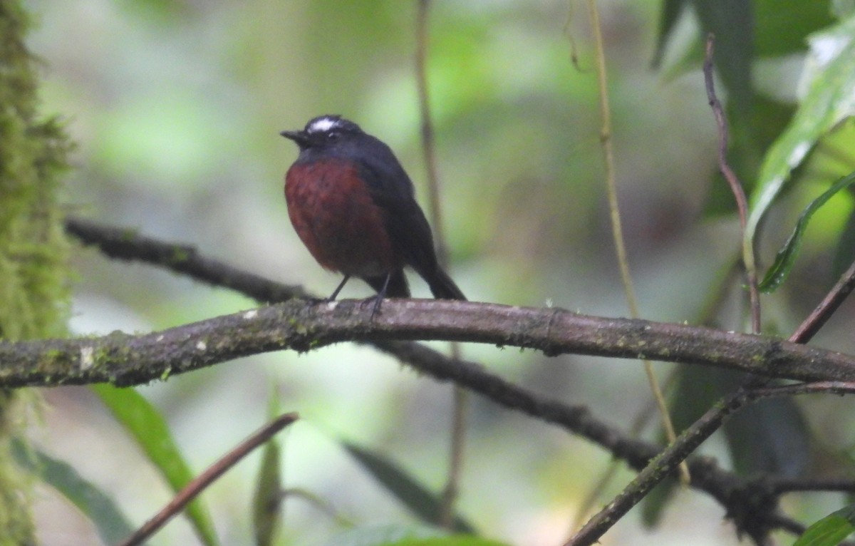 Chestnut-bellied Chat-Tyrant - ML646257107