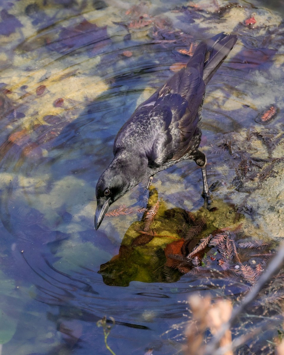 American Crow - ML646257114