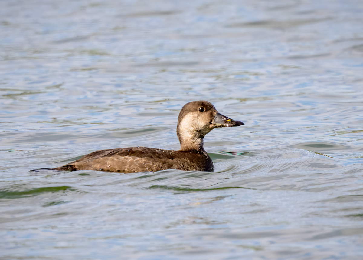 Black Scoter - ML646257119