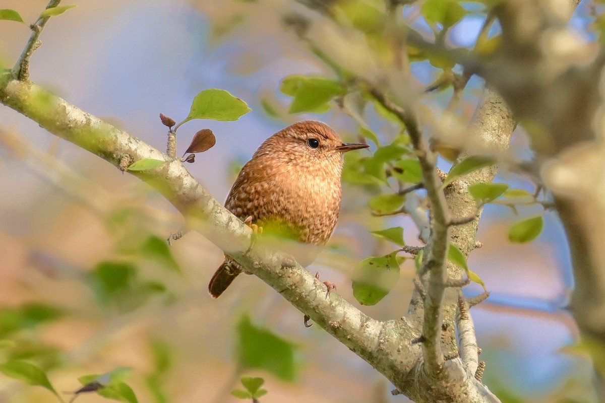 Winter Wren - ML646257124