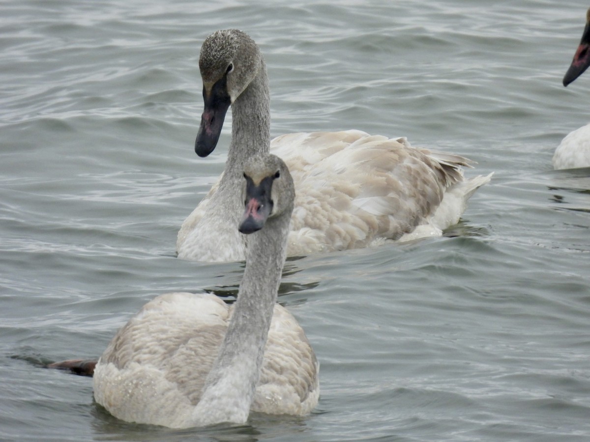 Trumpeter Swan - ML646257125