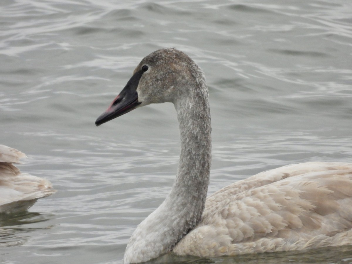 Trumpeter Swan - ML646257126