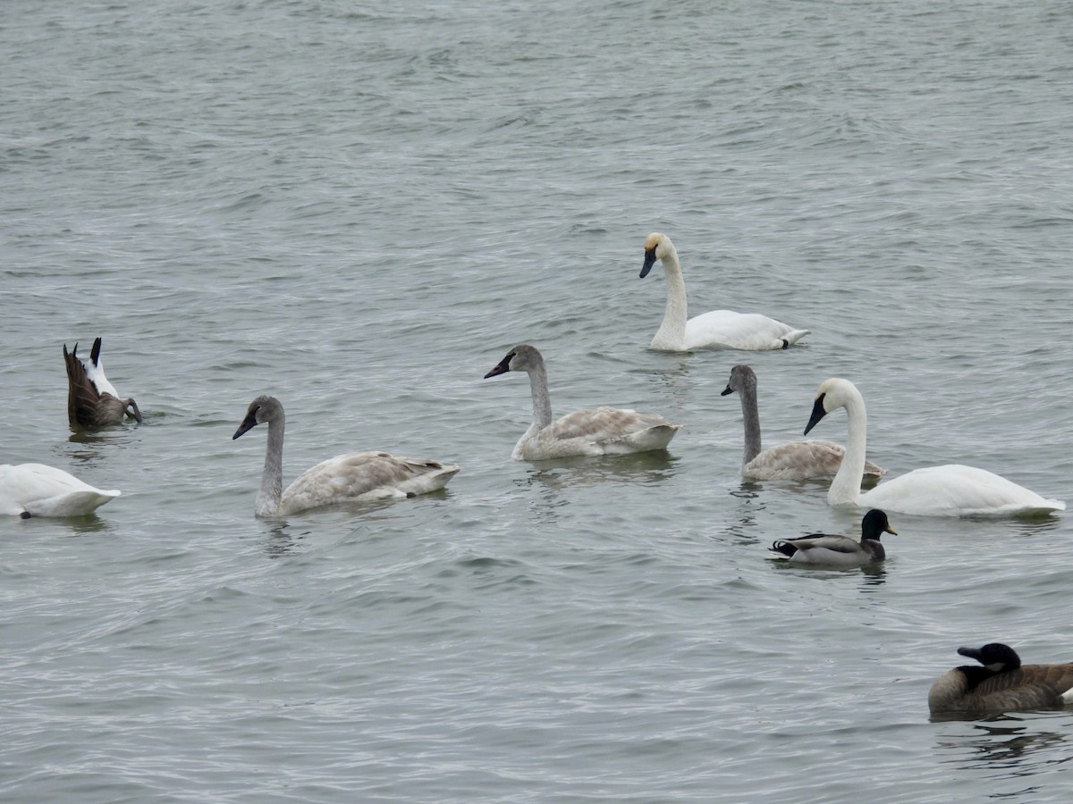 Trumpeter Swan - ML646257127