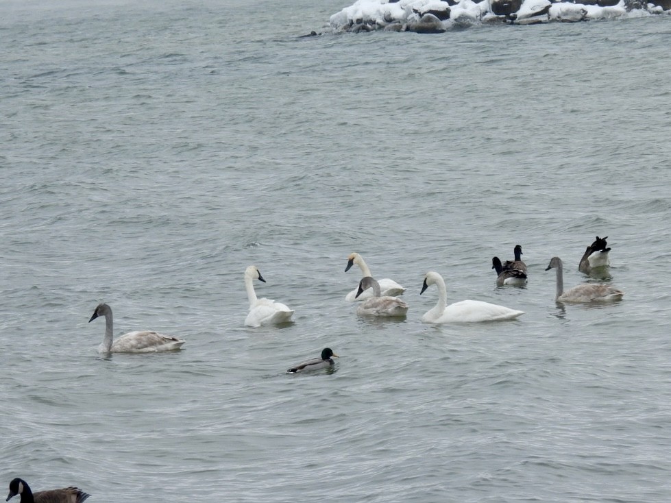 Trumpeter Swan - ML646257128