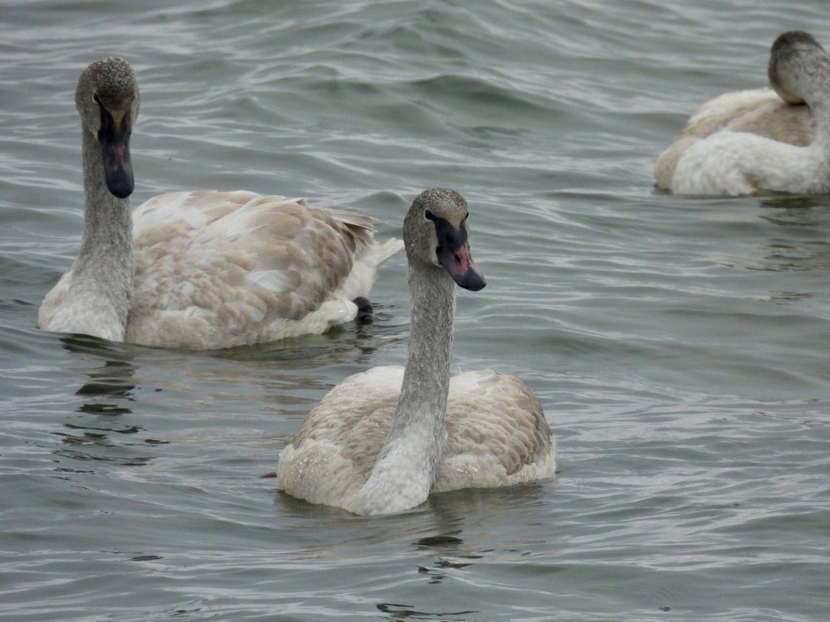 Trumpeter Swan - ML646257129