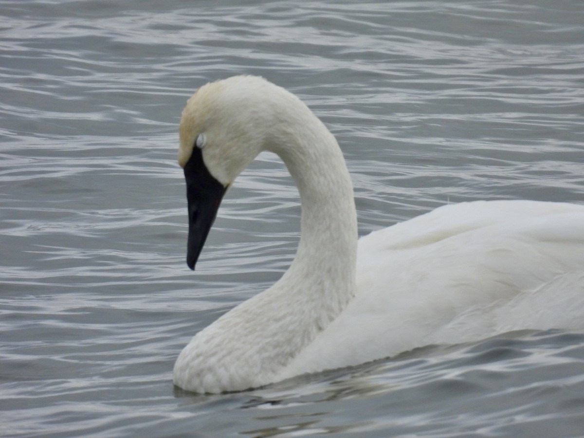 Trumpeter Swan - ML646257130