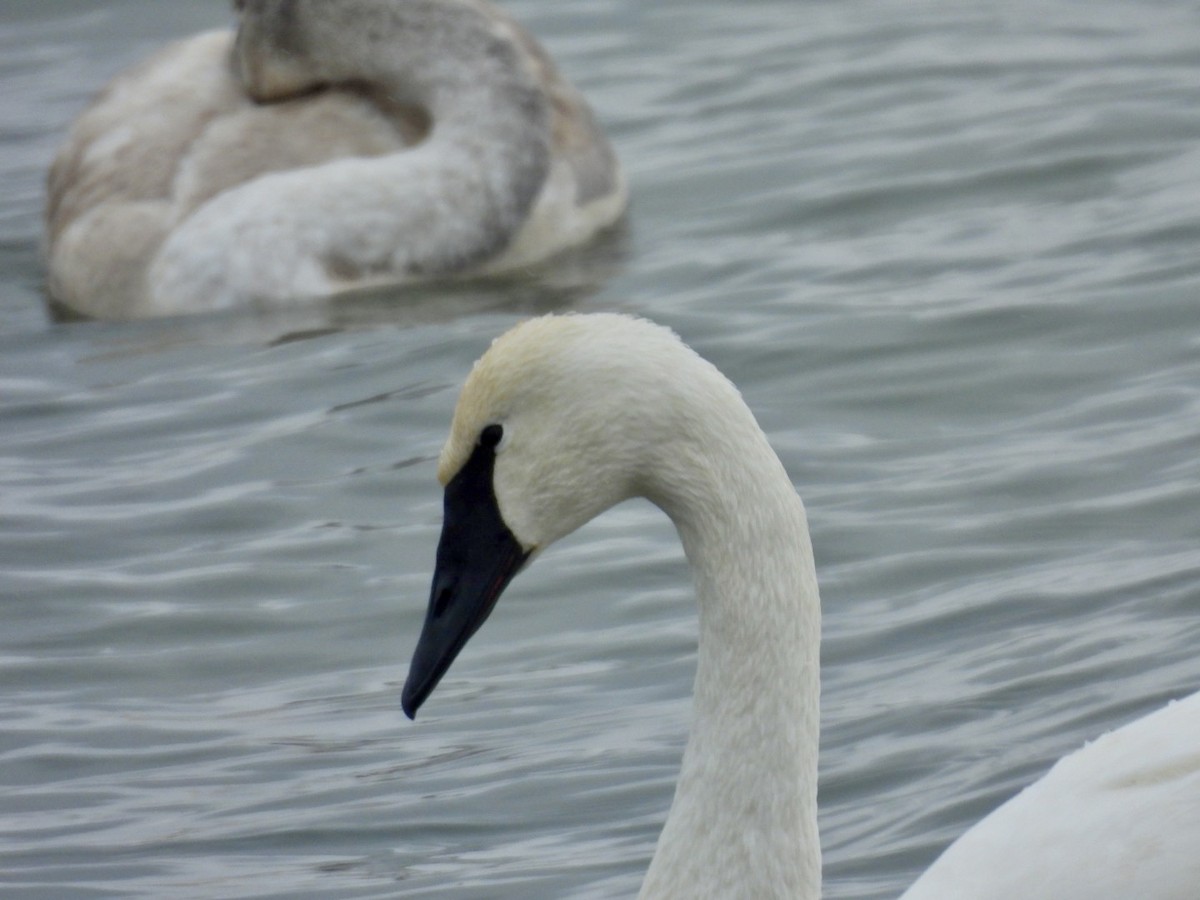 Trumpeter Swan - ML646257131