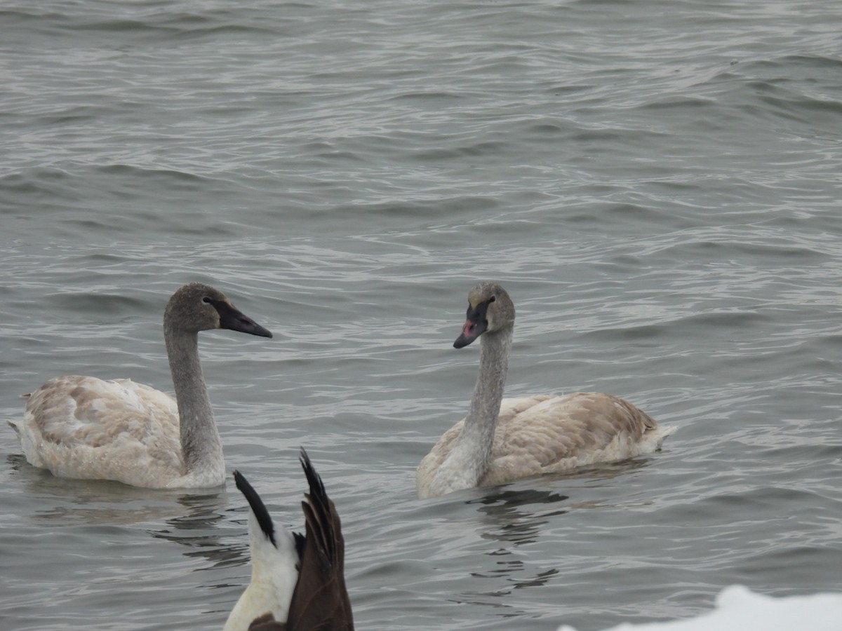 Trumpeter Swan - ML646257132