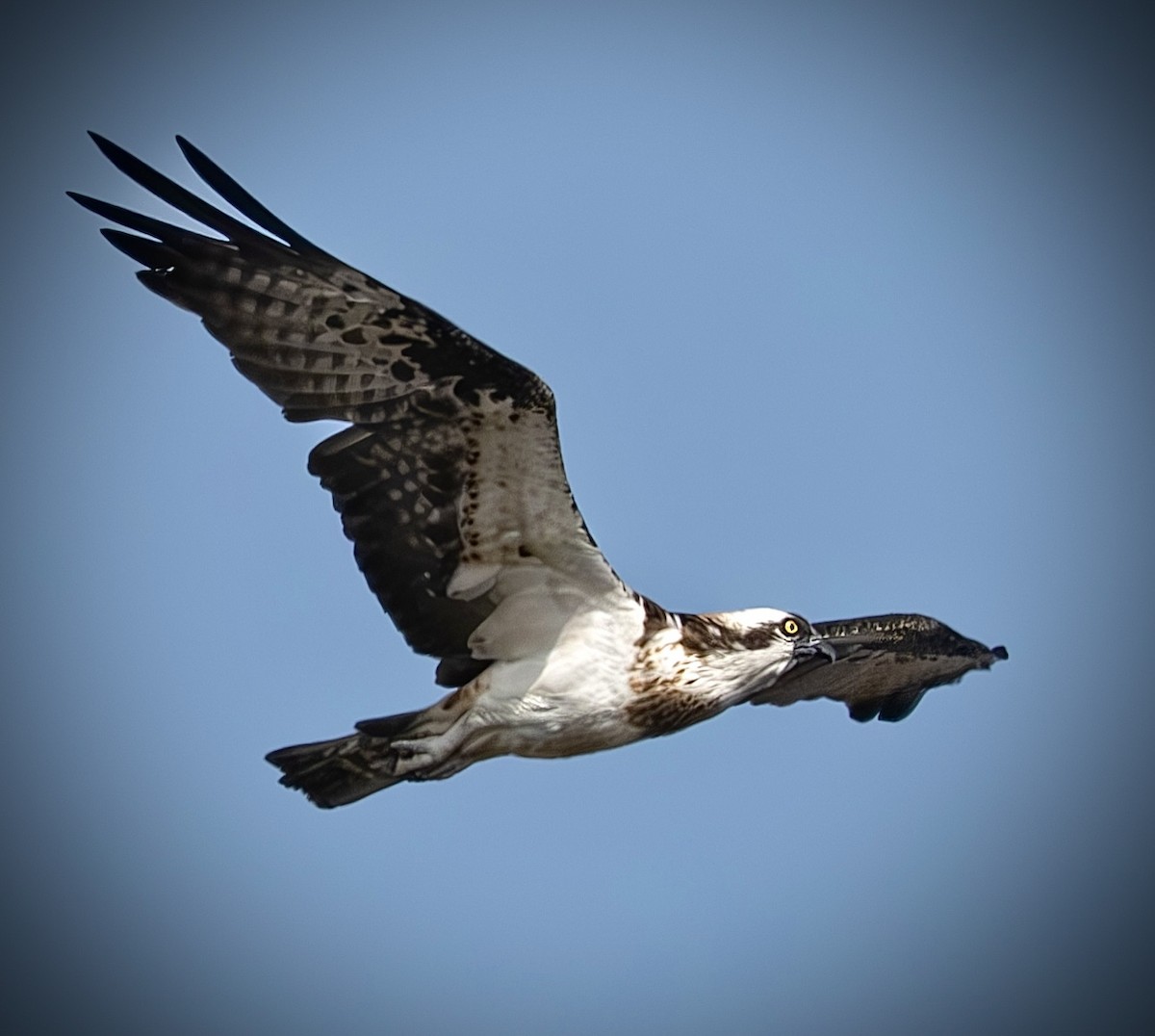 Osprey - ML646257133