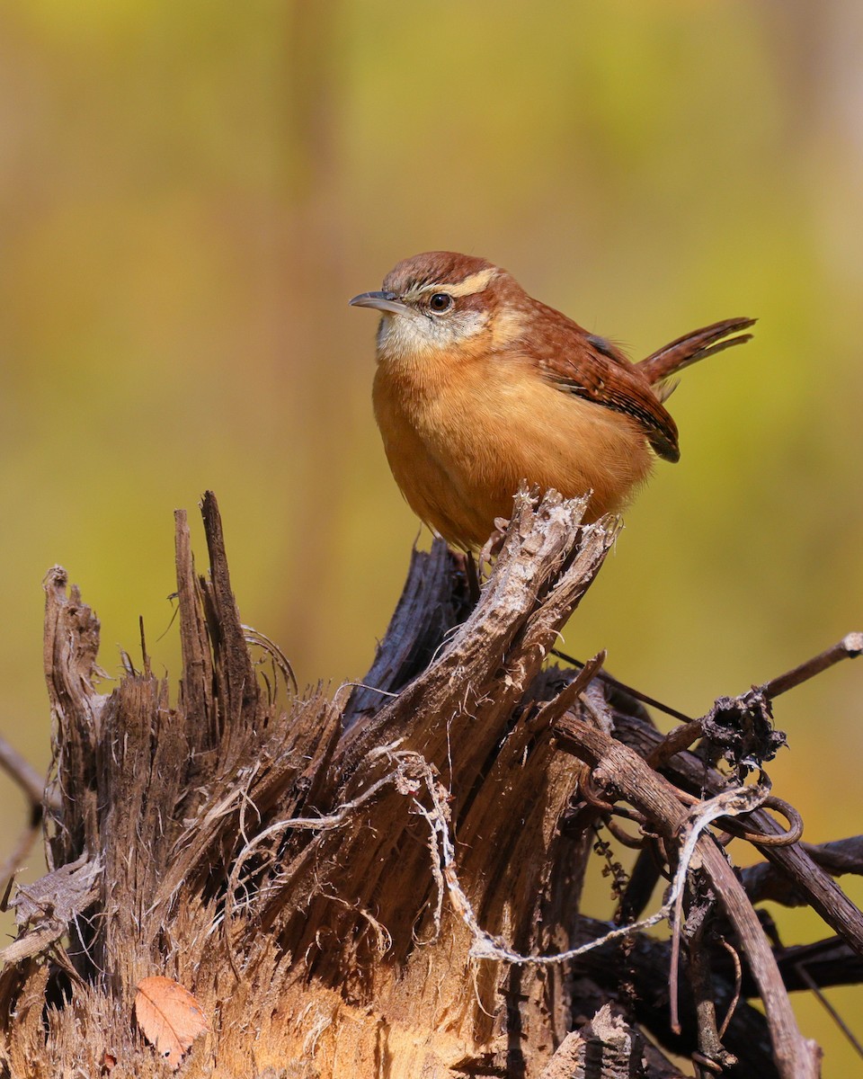 Carolina Wren - ML646257134