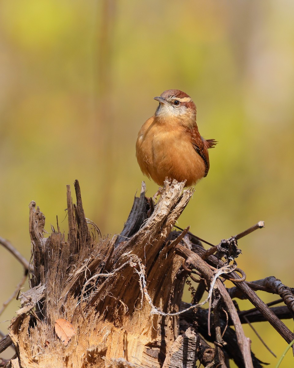 Carolina Wren - ML646257135