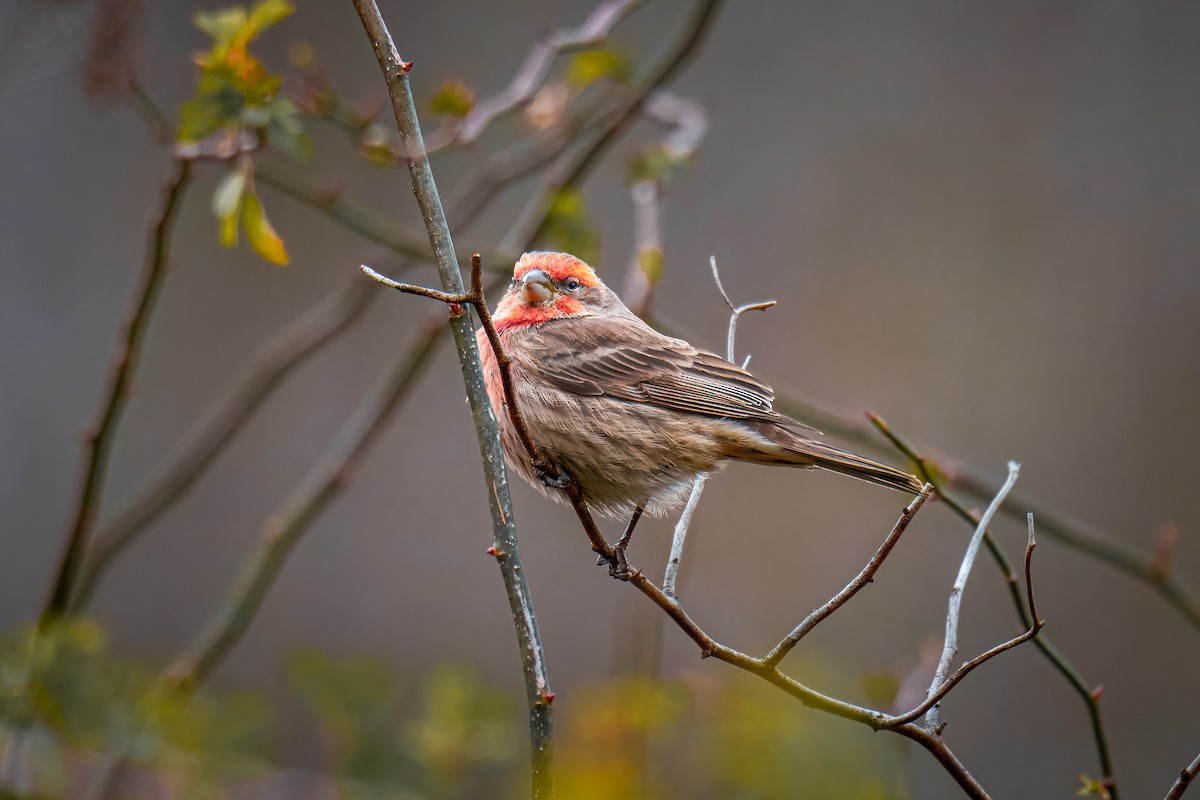 House Finch - ML646257136