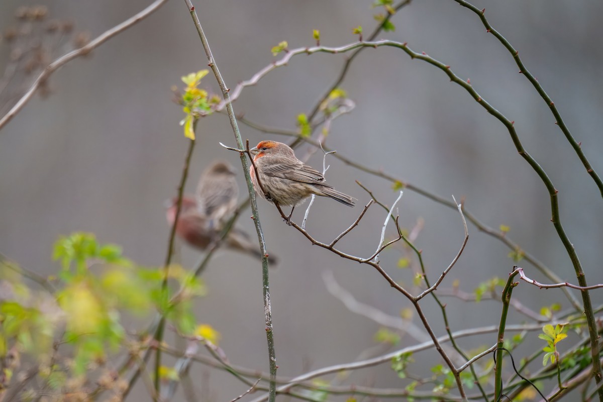 House Finch - ML646257138