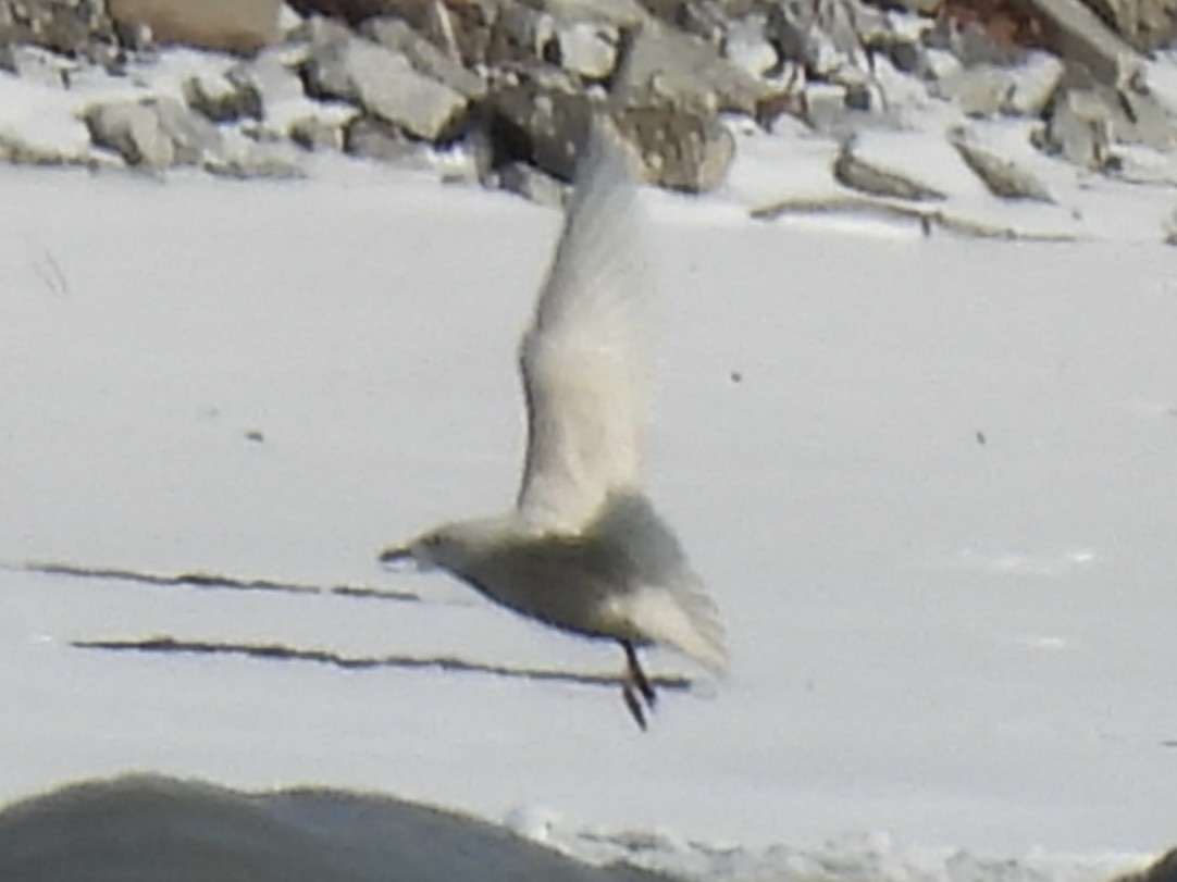 white-winged gull sp. - ML646257140
