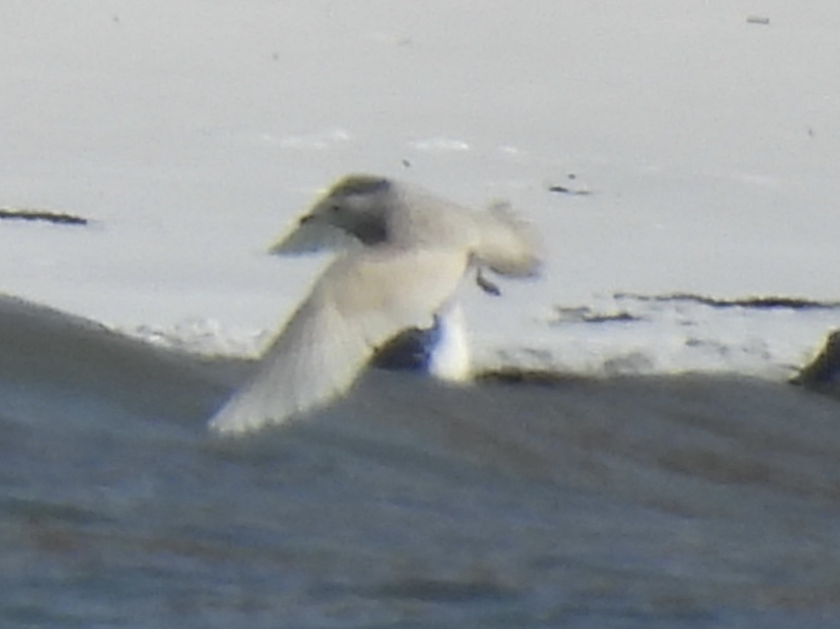 white-winged gull sp. - ML646257142