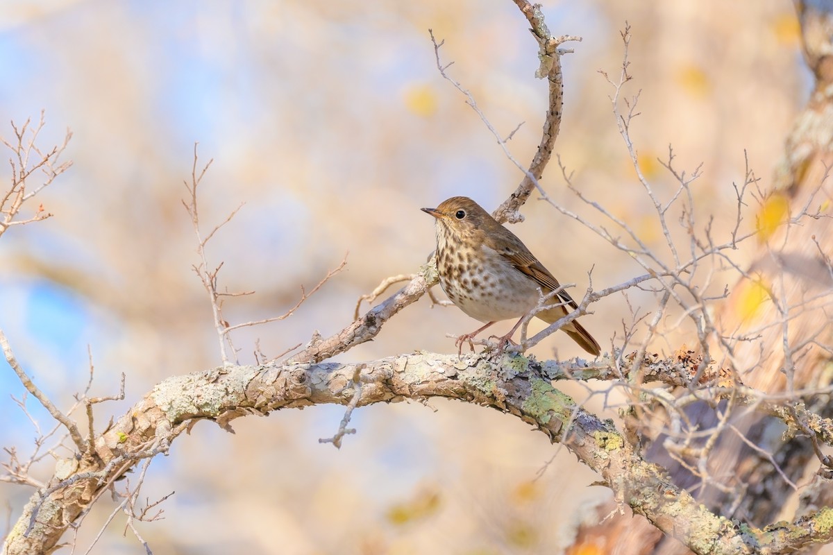 Hermit Thrush - ML646257144
