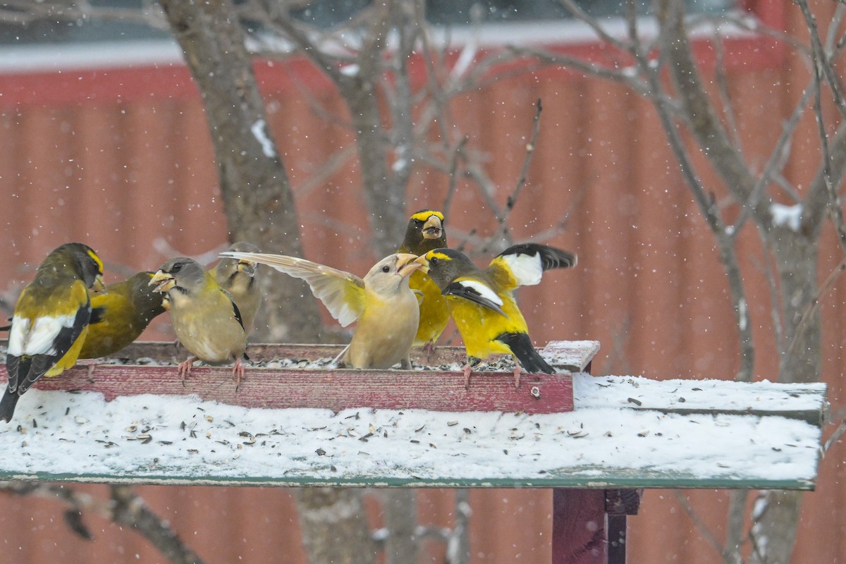 Evening Grosbeak - ML646257145
