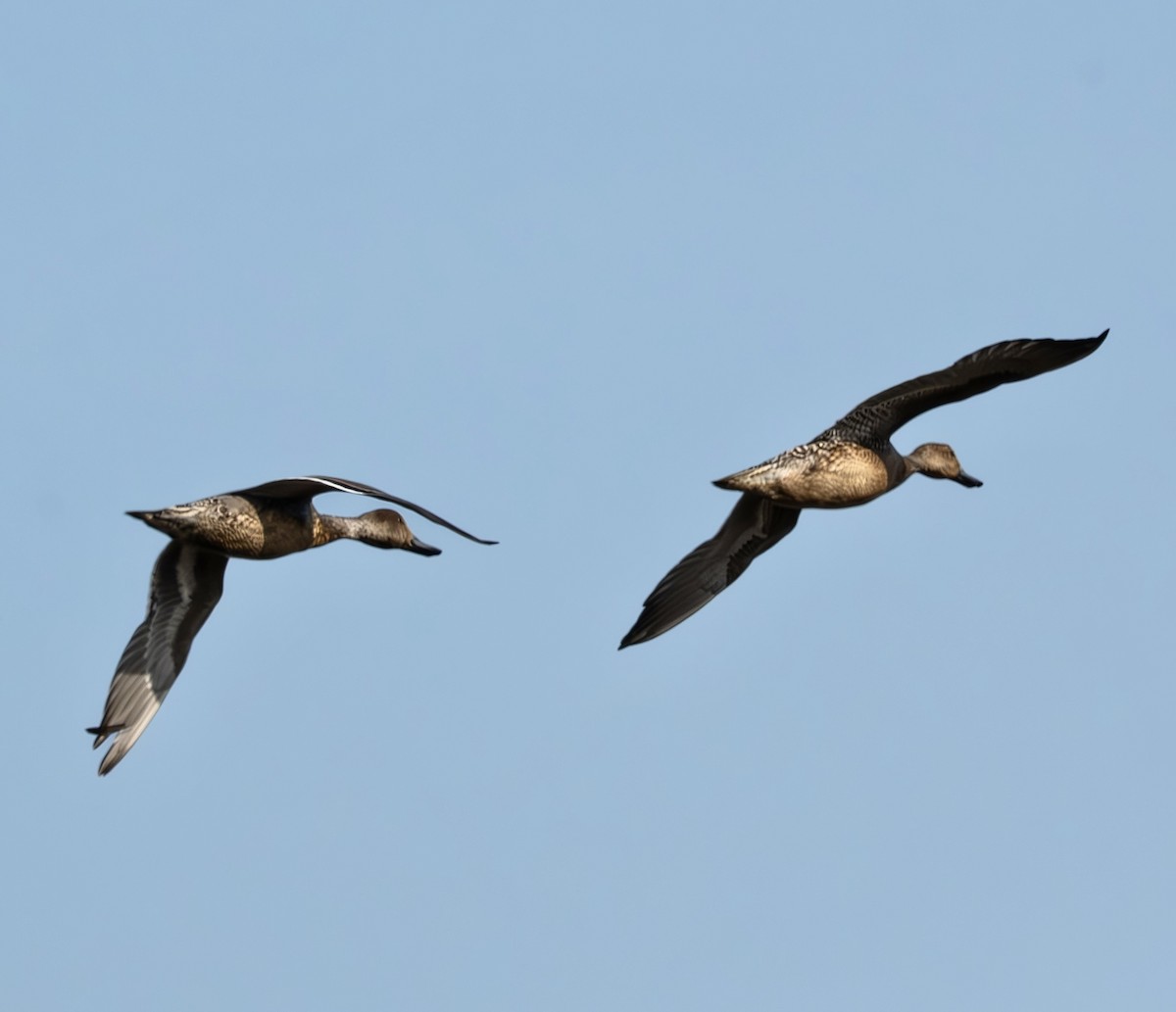 Northern Pintail - ML646257146