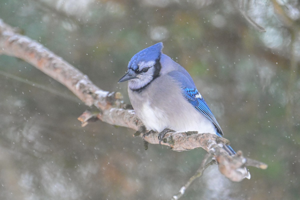 Blue Jay - ML646257148