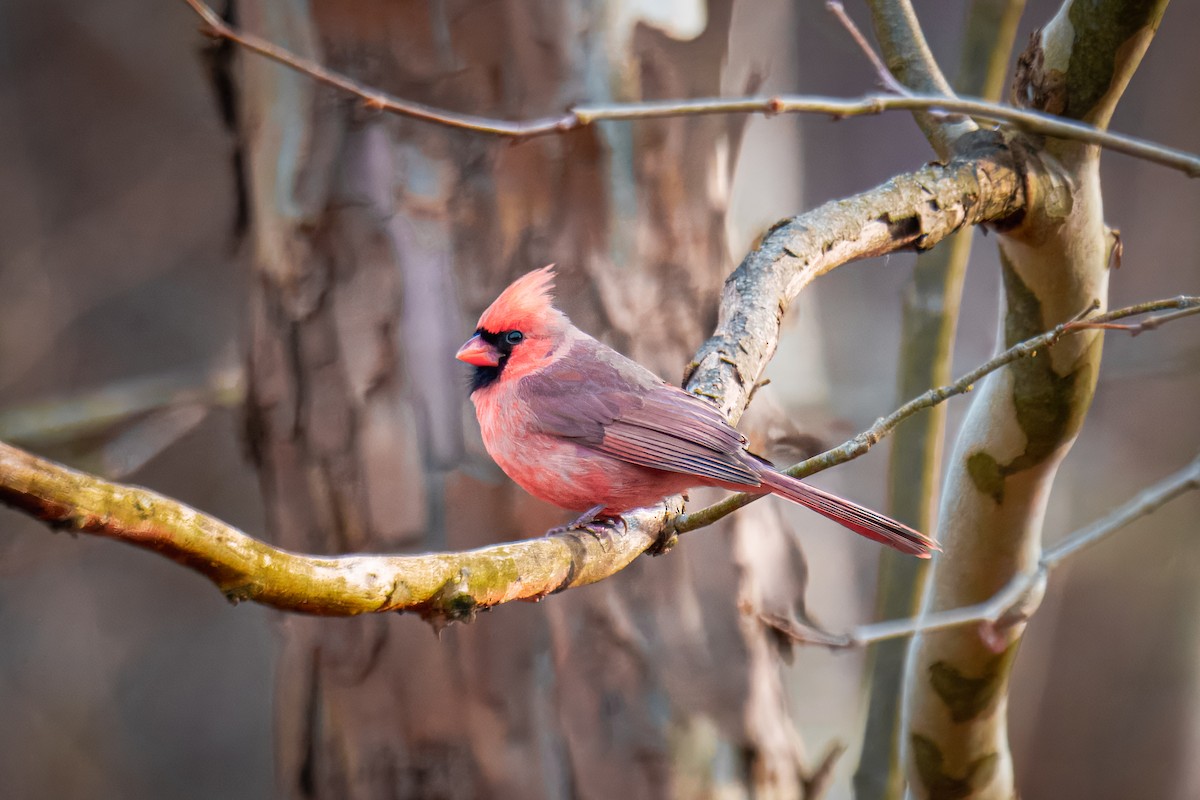 Northern Cardinal - ML646257149