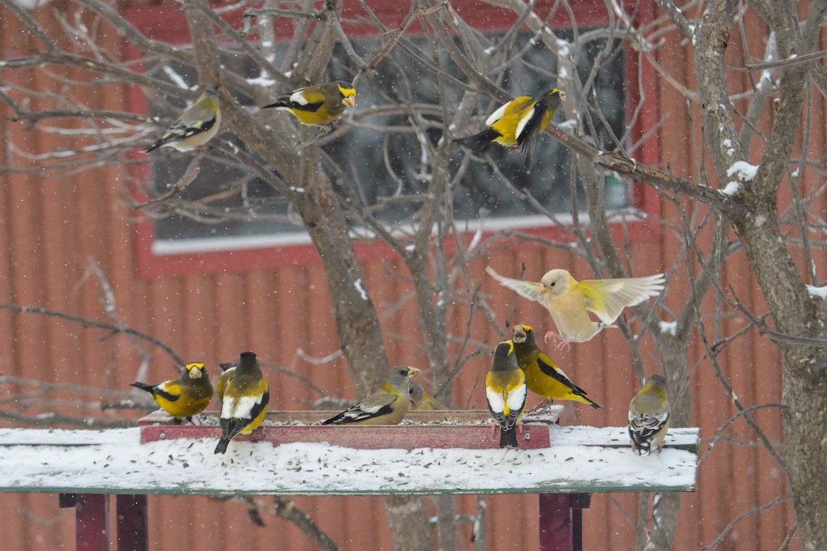 Evening Grosbeak - ML646257150