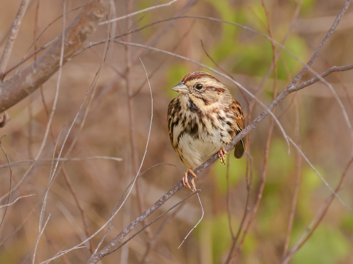 Song Sparrow - ML646257156
