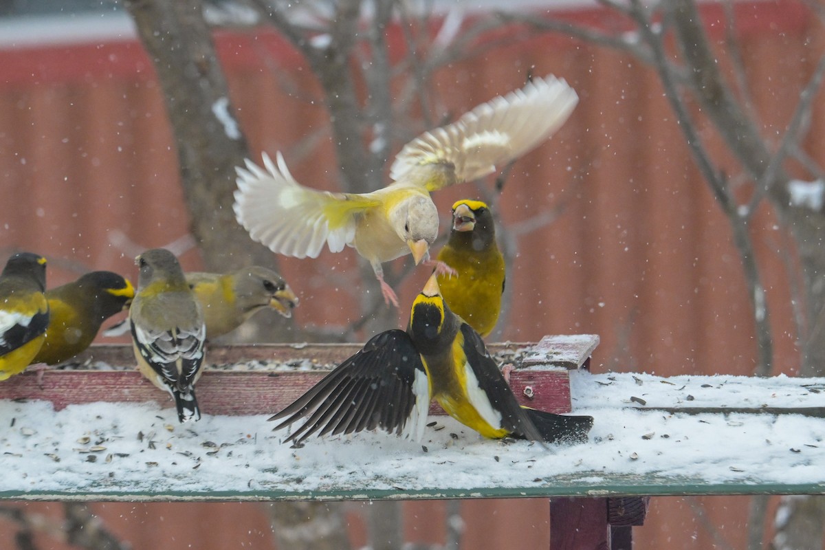 Evening Grosbeak - ML646257162