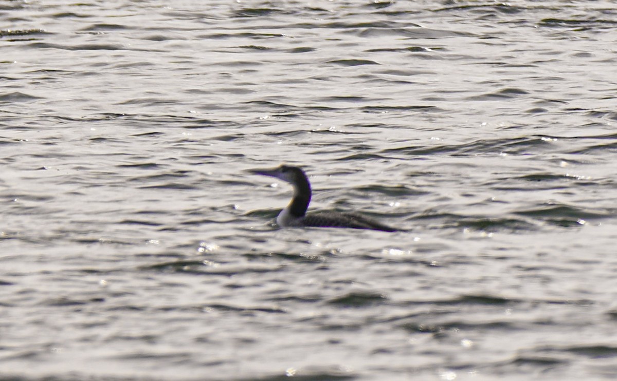 Common Loon - ML646257163