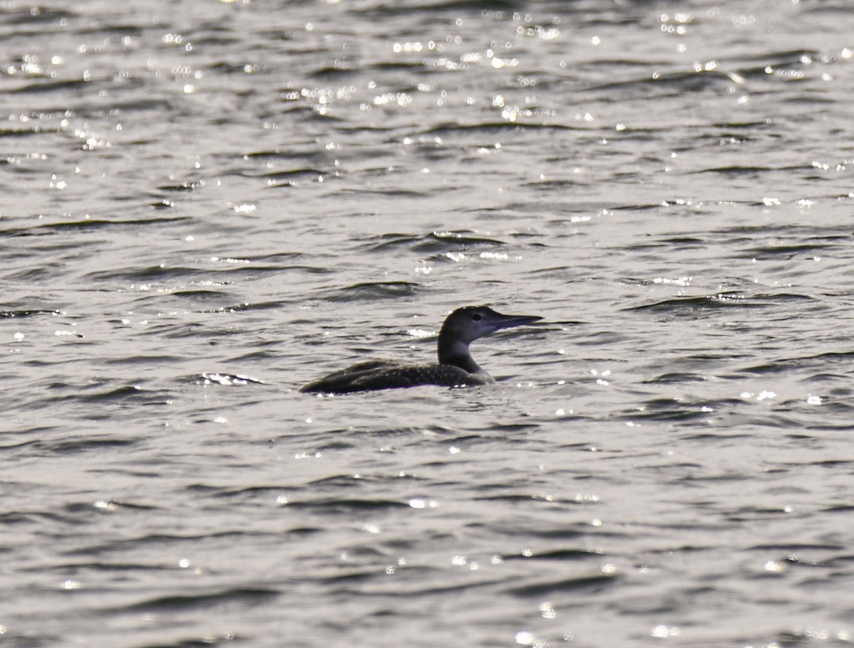 Common Loon - ML646257164