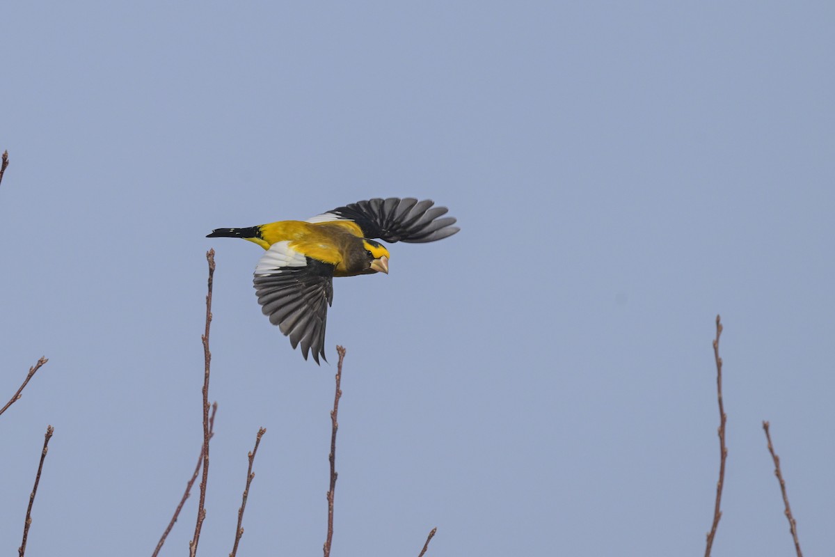 Evening Grosbeak - ML646257165