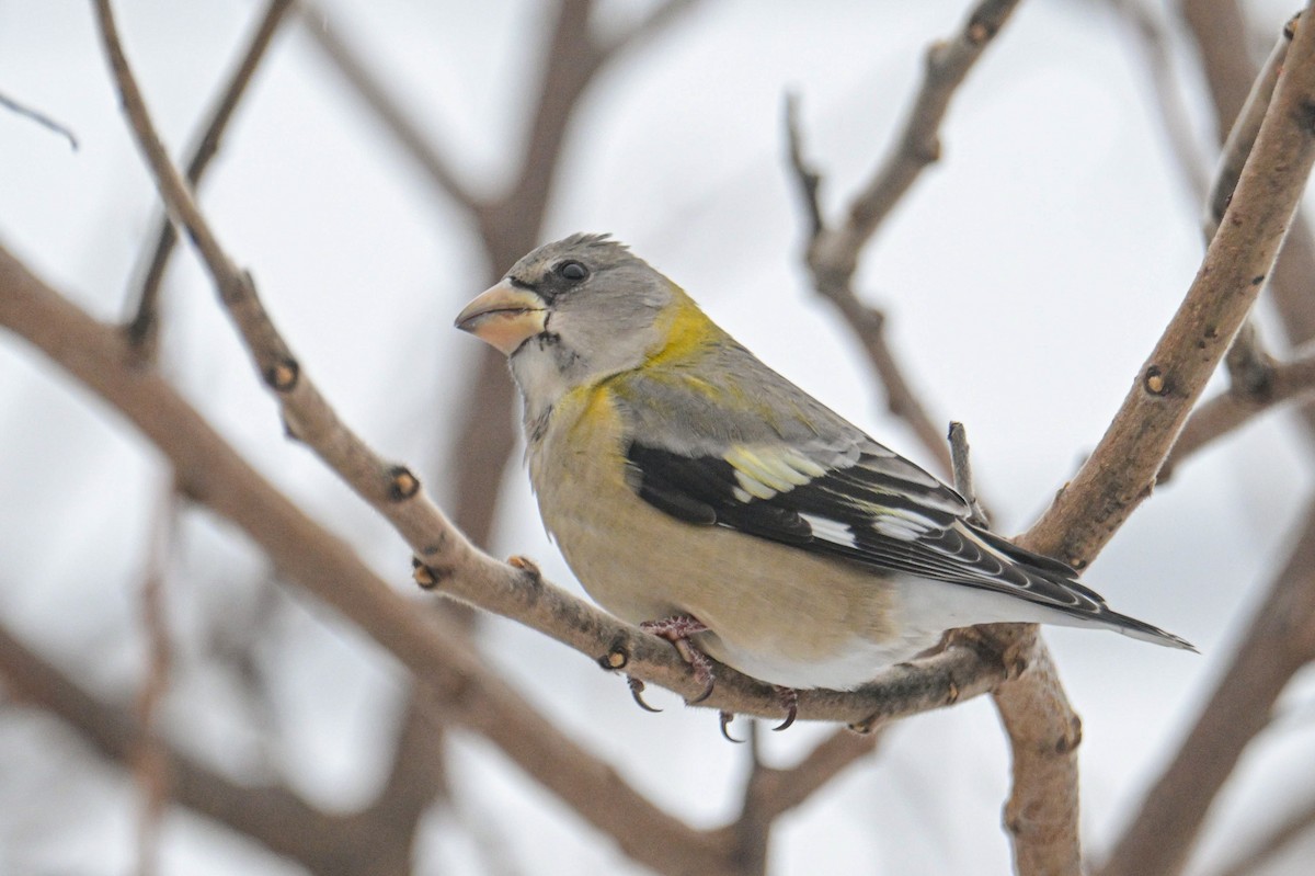 Evening Grosbeak - ML646257166