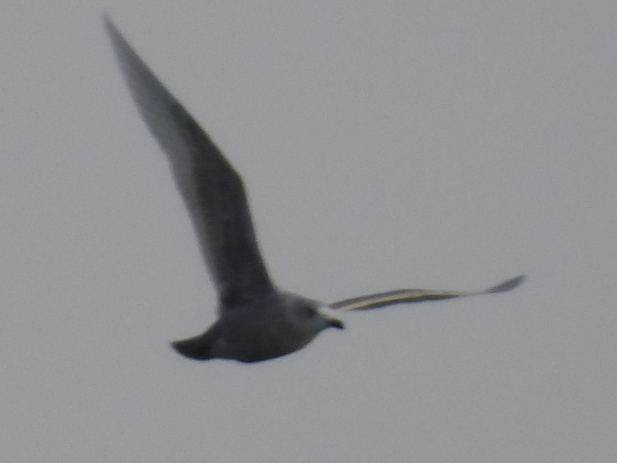 white-winged gull sp. - ML646257167