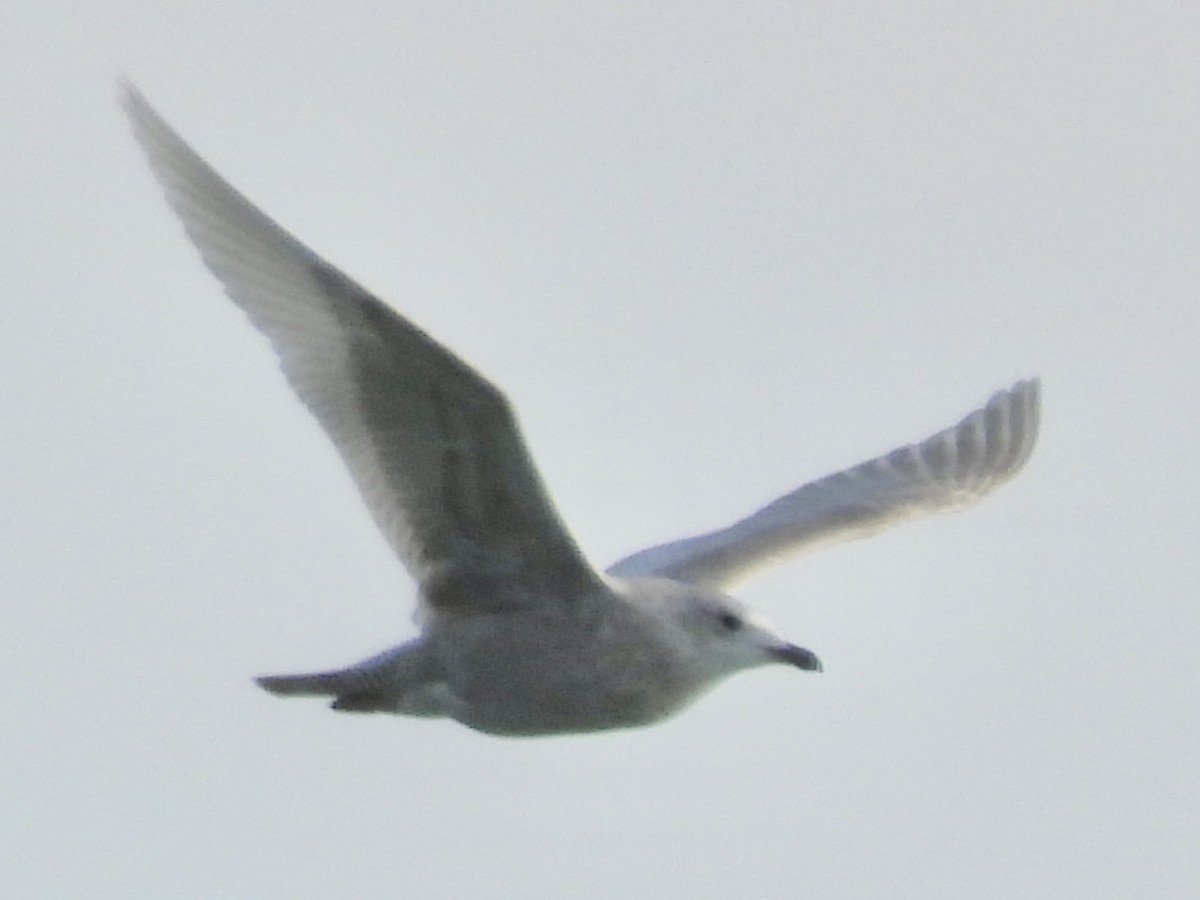 white-winged gull sp. - ML646257168