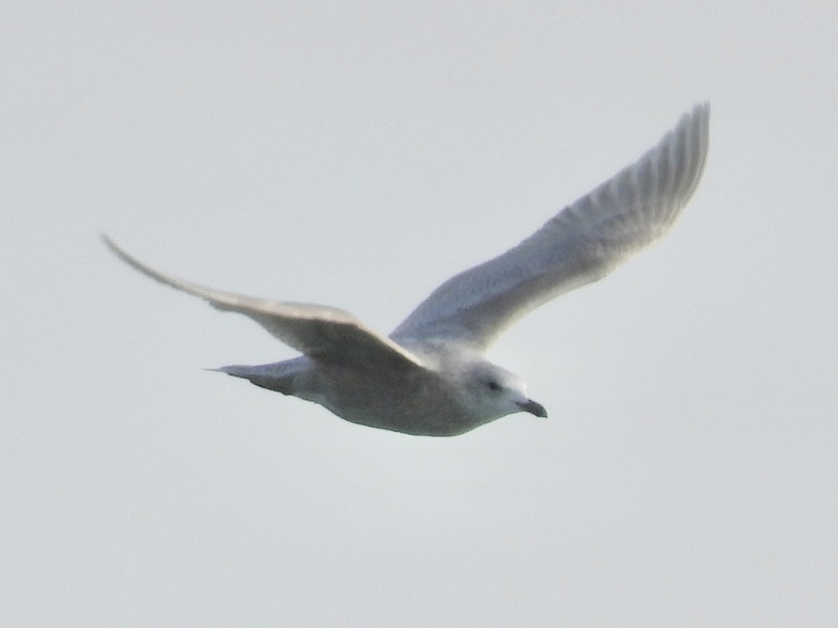 white-winged gull sp. - ML646257169