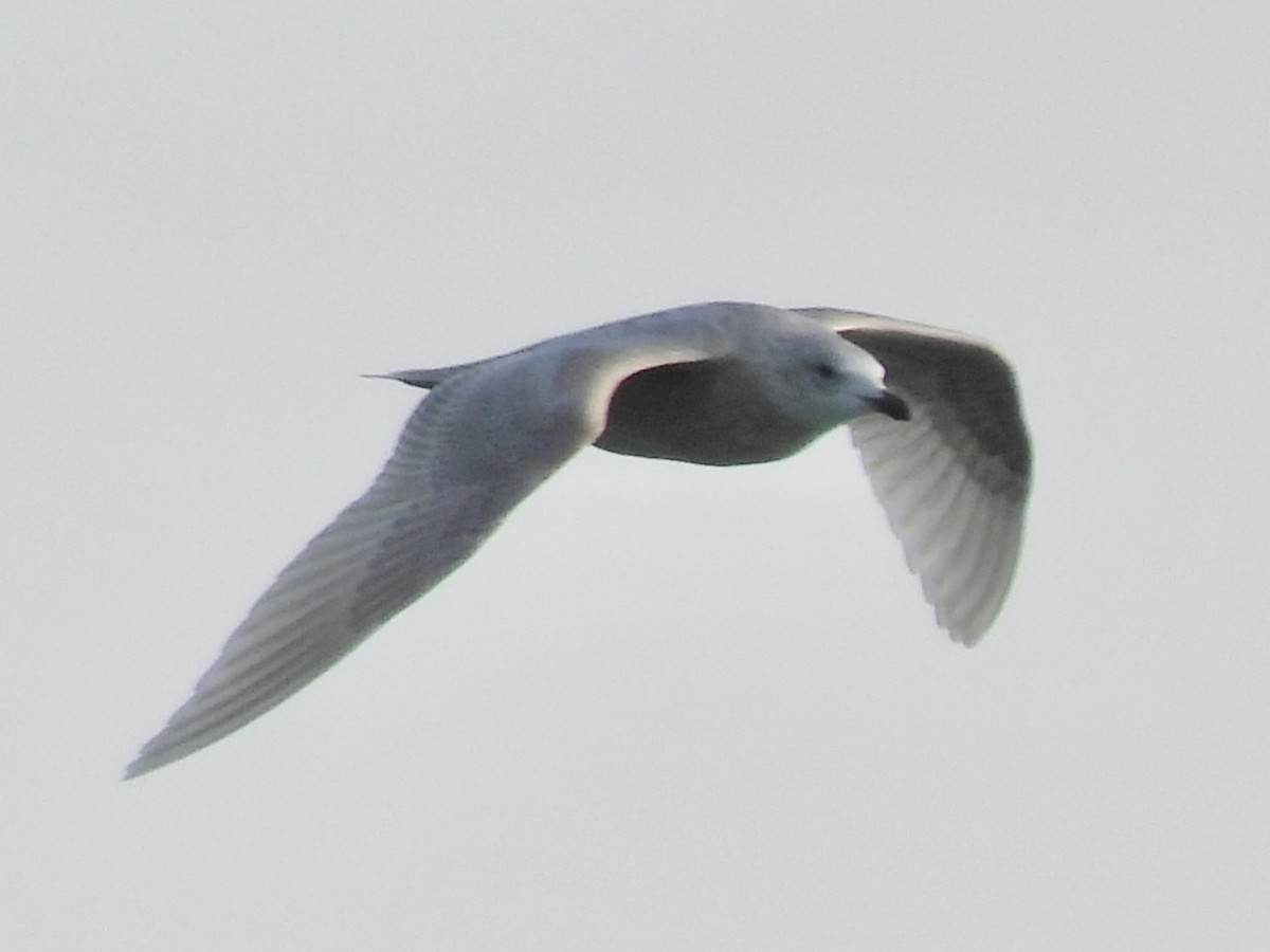 white-winged gull sp. - ML646257170